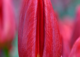 Tulipa Red Gold ® (3)